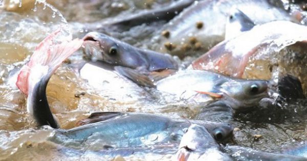 Mỹ áp thuế chống bán phá giá cá tra-basa Việt Nam về mức 0,15 USD/kg