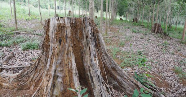 Khởi tố nguyên Giám đốc sở NN-PTNT Lâm Đồng cấp phép khai thác rừng trái luật