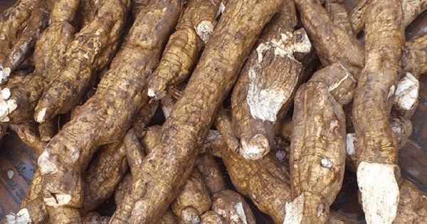 Doanh nghiệp gồng mình mua sắn giúp dân mùa dịch