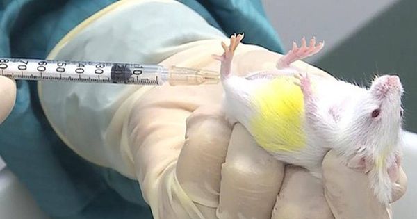 Chuột thí nghiệm khỏe mạnh sau 10 ngày tiêm vaccine ngừa Covid-19