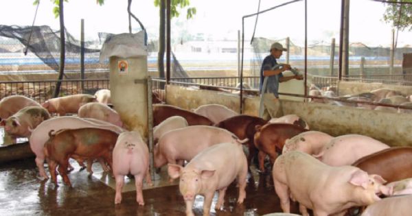 Nhà nước hỗ trợ các trang trại tái đàn heo, hướng tới bình ổn giá thịt heo