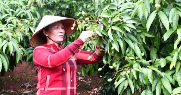 Đánh thức thị trường tiêu thụ vải thiều trong nước