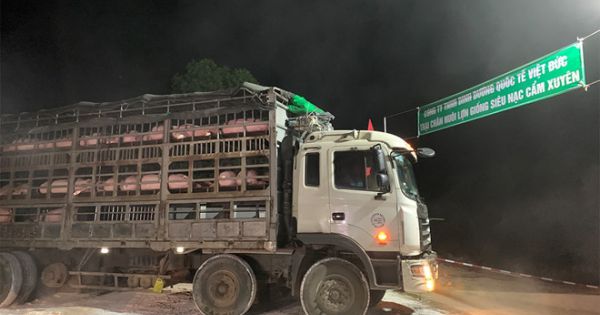 Việt Nam nhập khẩu đàn lợn giống đầu tiên từ Thái Lan