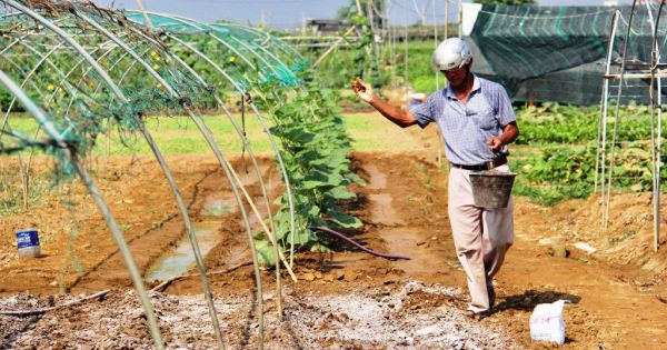 Rau chết héo vì hạn mặn ở Đà Nẵng