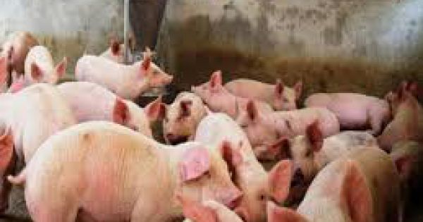 Bình Định cho vay không lãi suất để tái đàn lợn