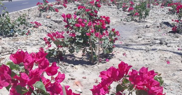 Hơn 3.000 cây hoa giấy trên quốc lộ ngàn tỉ bị lấy trộm