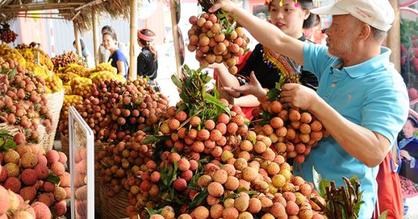 Nông dân mong chờ ngày xuất khẩu vải sang Nhật Bản