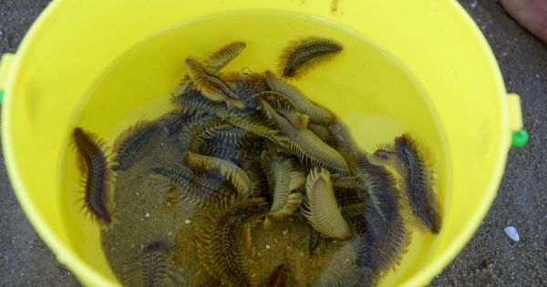 Sâu biển xuất hiện nhiều ở biển Vũng Tàu