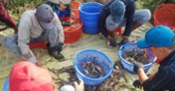 Virus lạ trên tôm có gây nguy hiểm đến sức khỏe con người?