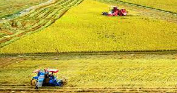 Đề xuất kéo dài thời gian miễn thuế sử dụng đất nông nghiệp đến 31/12/2025