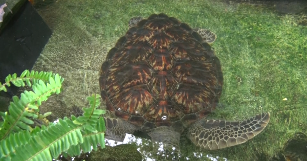 Kiên Giang – Vận động người dân giao nộp động vật quý hiếm để thả về môi trường tự nhiên