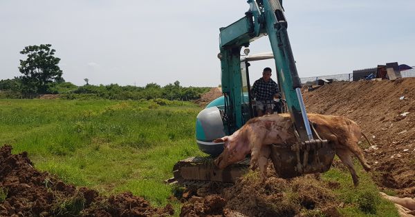 Dịch tả lợn châu Phi tái phát