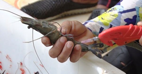 Thương lái ở Cà Mau bị phạt 60 triệu đồng vì đưa tạp chất vào tôm