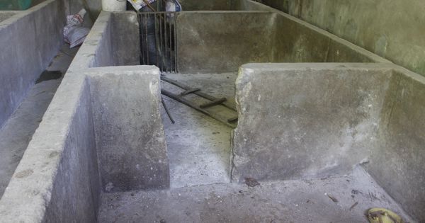 Nông dân gặp khó khi tái đàn lợn