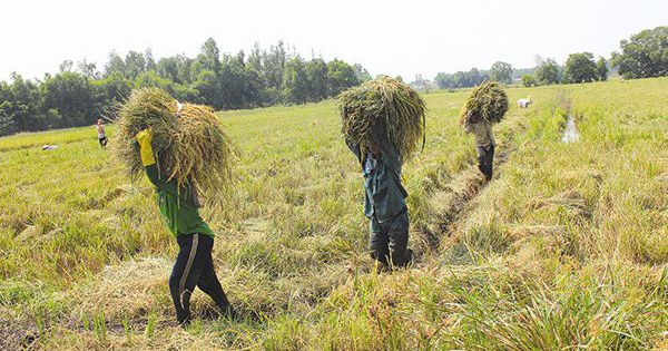 Điều tra 3 thương lái ở Cà Mau nợ dân hơn 1,3 tỷ đồng tiền mua lúa
