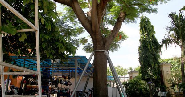 Cây xanh tại trường học ở TPHCM chưa được cắt tỉa đúng kỹ thuật