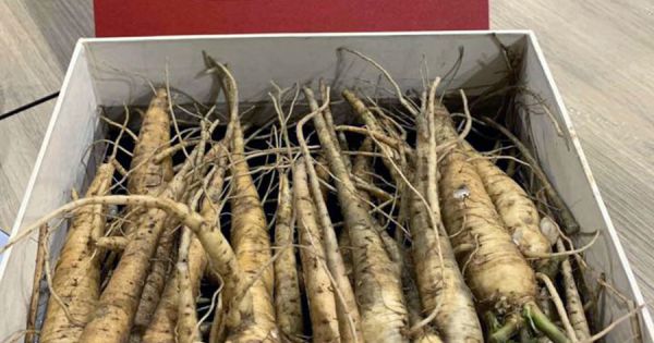 Vua đầu bếp Phạm Tuấn Hải say mê Sâm tiến Vua Bố Chính