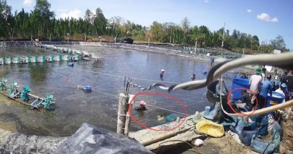 Cà Mau: Đã bắt 16 đối tượng dàn cảnh trộm tôm