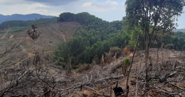 Vụ án phá rừng đầu nguồn thủy điện bị khởi tố