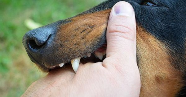 Cảnh báo tình trạng chó cắn gây nguy hiểm cho tính mạng của trẻ em