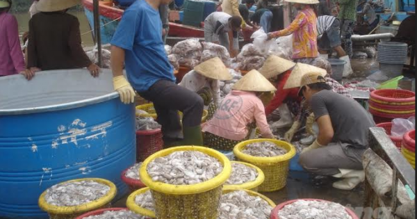 Cảng cá gây khó khi yêu cầu tách lượng thủy sản xin cấp giấy S/C