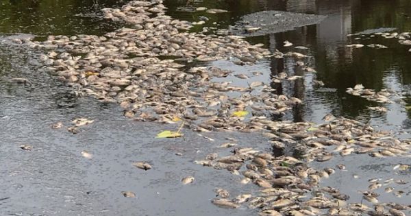 Quảng Bình: Cá chết dày đặc bốc mùi hôi thối giữa hồ trung tâm TP Đồng Hới