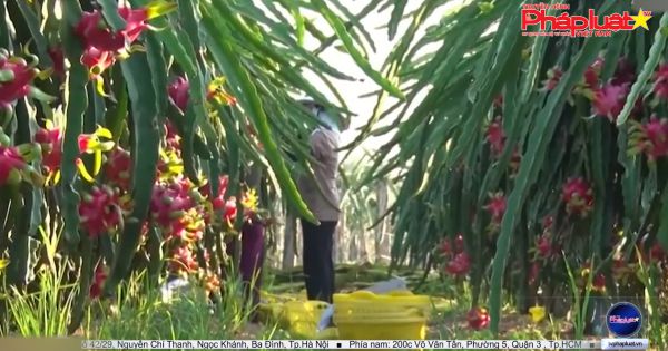 Trái cây tươi của Việt Nam lo lắng tắc đường sang Mỹ