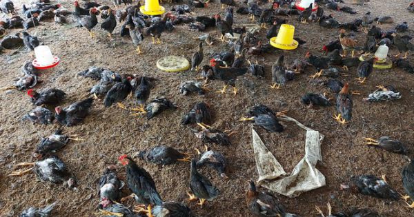 Công bố dịch cúm gia cầm H5N6 ở thành phố Buôn Ma Thuột