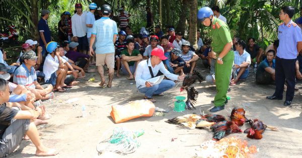 Bắt quả tang 85 người chơi đá gà ăn tiền, thu giữ 16 con gà chọi, 46 xe máy, 9 xe ôtô