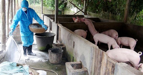 Giám sát chặt dịch tả heo châu Phi ở Cà Mau