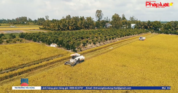 Bản tin thị trường tiêu dùng - Số 70