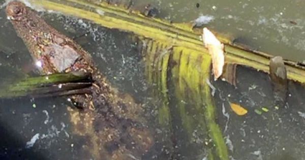 Cảnh báo cá sấu xuất hiện trên sông Sài Gòn