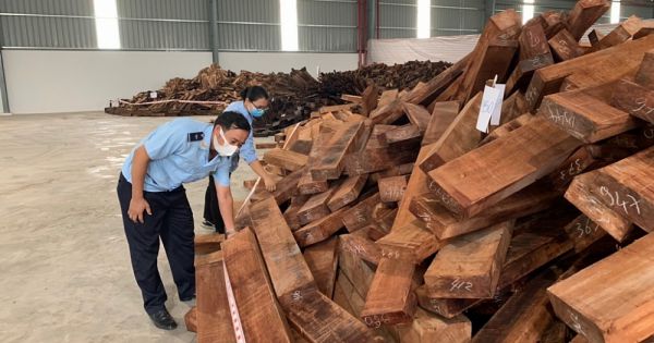 Hoàn tất khám xét 60 container gỗ quý