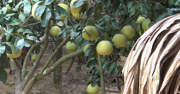 Khám phá Hương Khê: Thơm ngon đặc sản bưởi Phúc Trạch - Lộc Yên