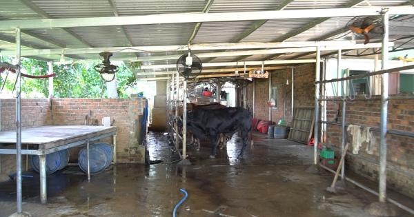 Lò giết mổ bò trái phép bất chấp lệnh cấm, chính quyền xã Duy Thành đang bất lực?