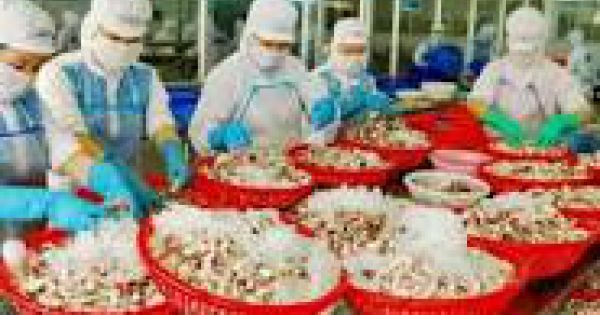 Do vi phạm về thuế Thủy sản Bến Tre vừa nộp phạt 1,2 tỷ đồng