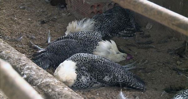 Quảng Trị công bố dịch bệnh cúm gia cầm H5N6 tại xã Vĩnh Lâm