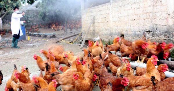 Hải Phòng ra công điện khẩn phòng chống dịch cúm gia cầm