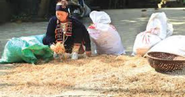 Hà Nội hỗ trợ 670 hộ đồng bào dân tộc thiểu số thoát nghèo