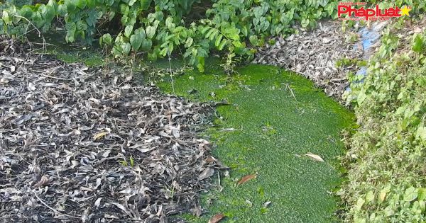 Hàng trăm hộ dân kêu trời vì ô nhiễm do trại heo Thái Việt Swine Line gây ra