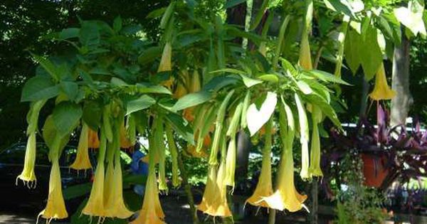 3 người hôn mê, ngừng thở do ăn nhầm hoa chuông chứa chất kịch độc