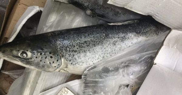 Chặn đứng 2,5 tấn cá hồi hết hạn sử dụng đang được tái chế