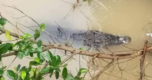 Bị phạt 350 triệu đồng, hộ để cá sấu sổng chuồng ở Miền Tây định... làm liều