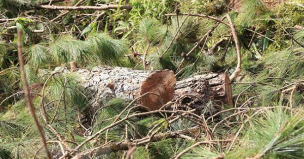 Lâm Đồng xử phạt đối tượng phá rừng chiếm đất