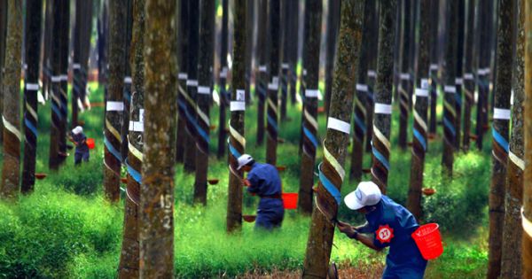 Tôn vinh những người thợ khai thác mủ cao su trên vùng biên giới