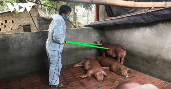Sơn La vẫn còn 83 bản ở 7 huyện, Thành phố có dịch tả lợn Châu Phi