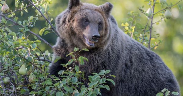 Một người dân ở Quảng Nam bị gấu rừng tấn công kinh hoàng