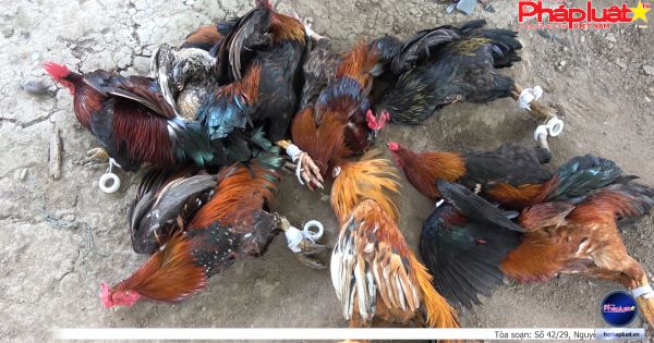 Công an tỉnh Tiền Giang phá tụ điểm đánh bạc ăn thua bằng tiền