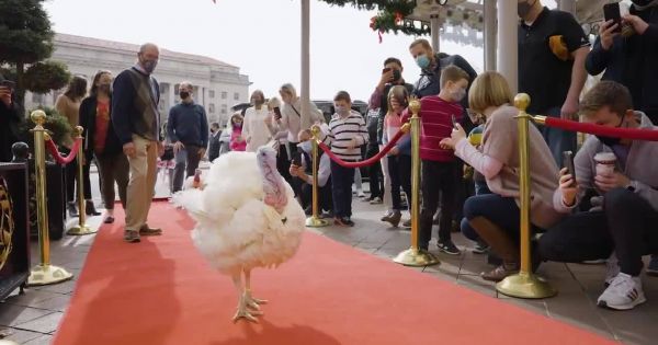 Trải thảm đỏ chào đón gà tây ở khách sạn hạng sang chờ Trump xá tộ