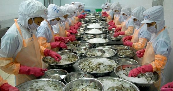Xuất khẩu tôm hưởng lợi lớn từ EVFTA